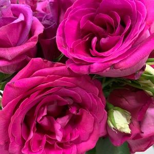 Meet your Posher, Lidia